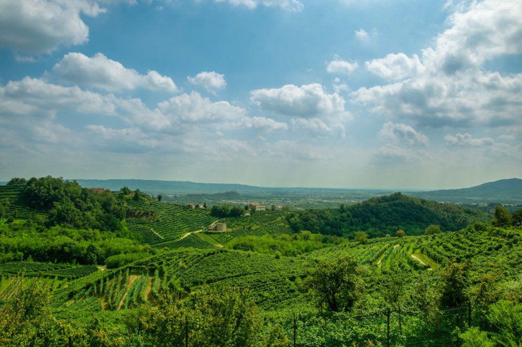 Valdobbiadene, colline con filari di uva